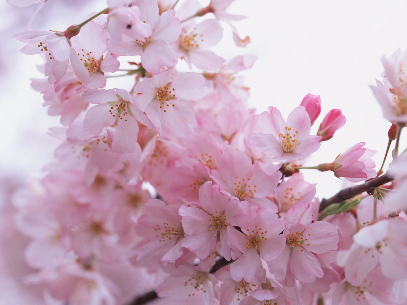 Цветение вишни обои