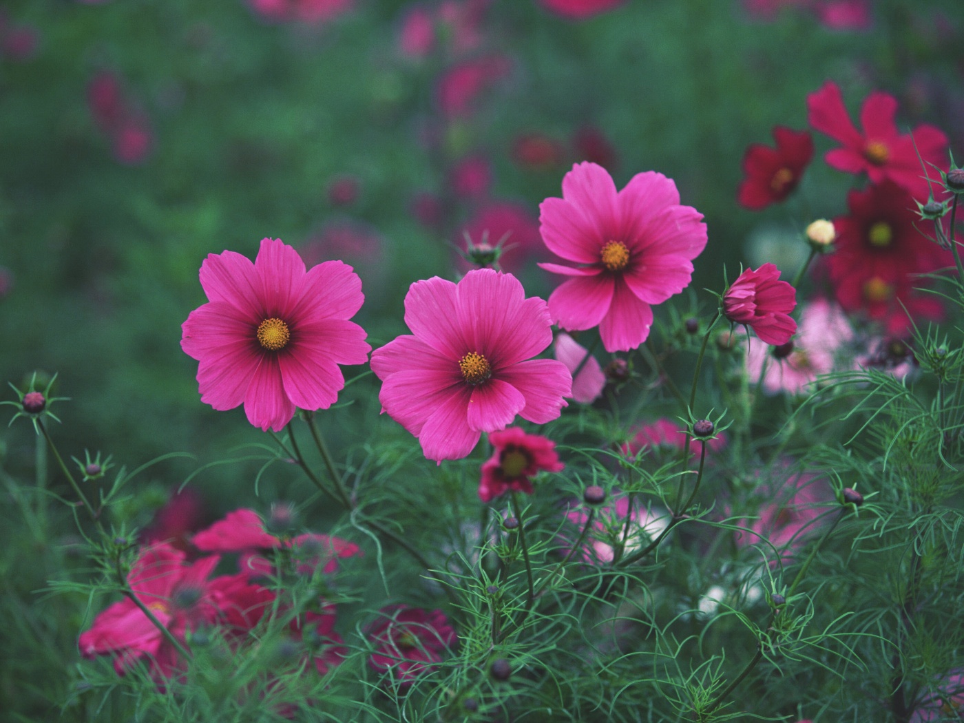 Яркие розовые цветы обои