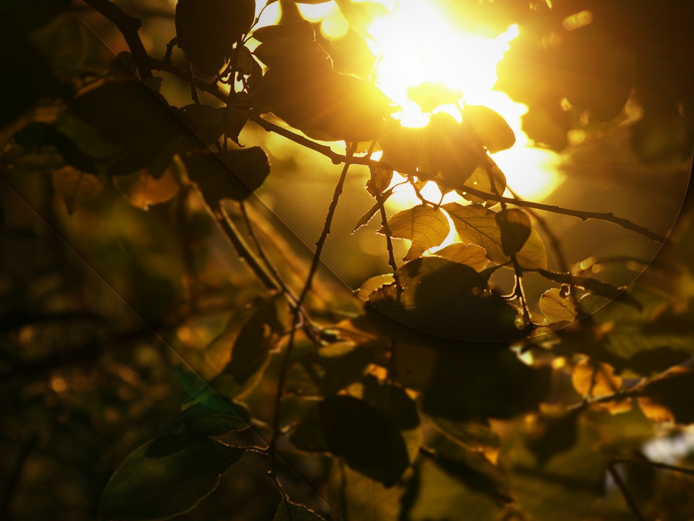 Солнце пробивается сквозь листву обои