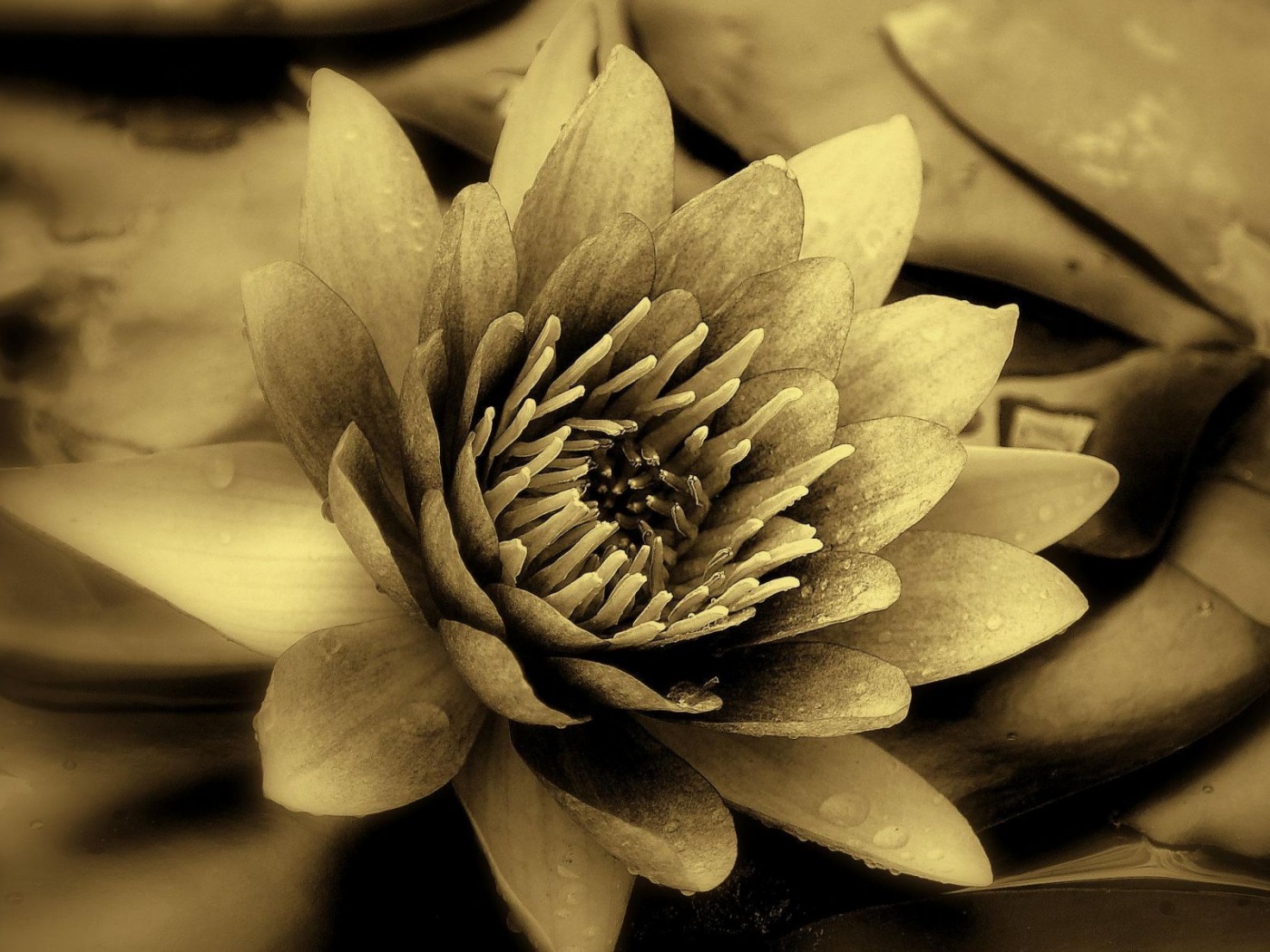 Кувшинка обои