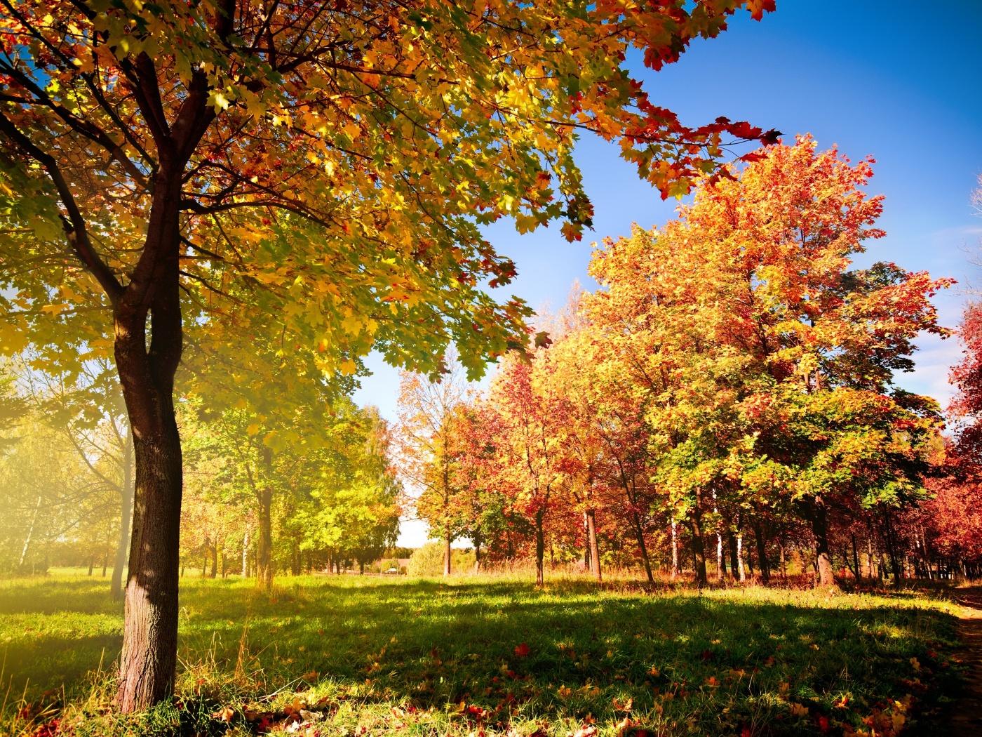 Осень в лесу обои