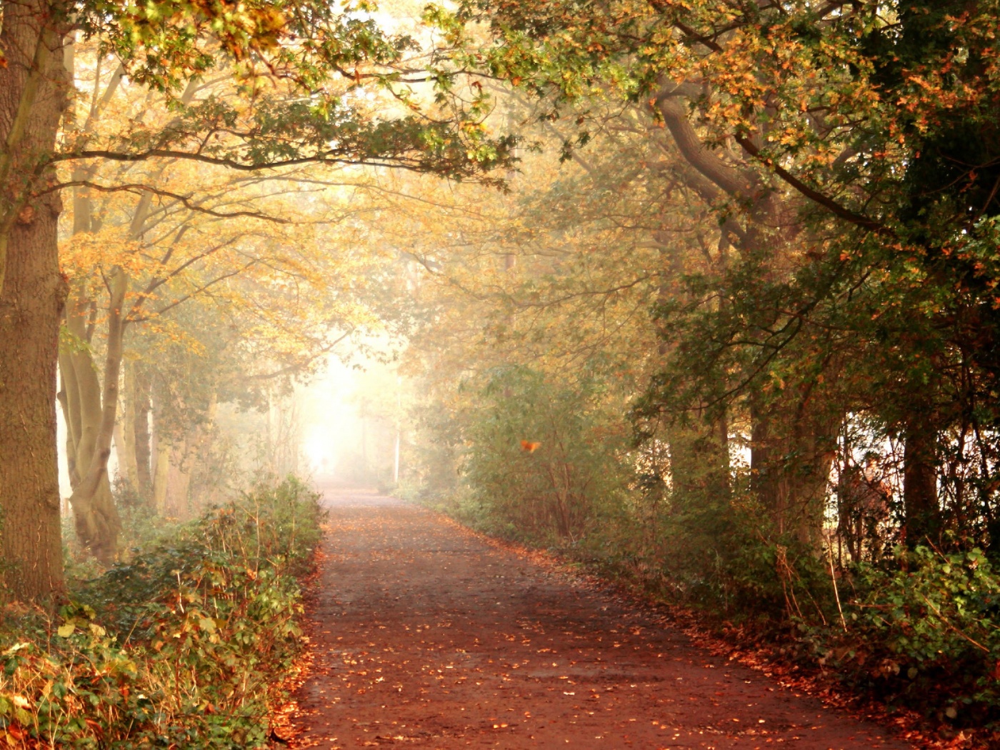 Парковая дорожка обои