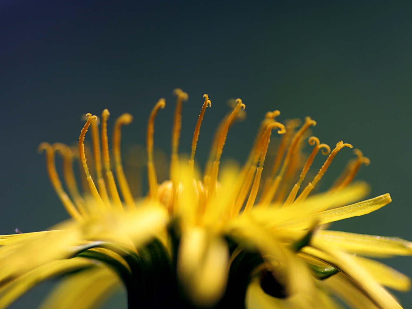 Тычинки обои