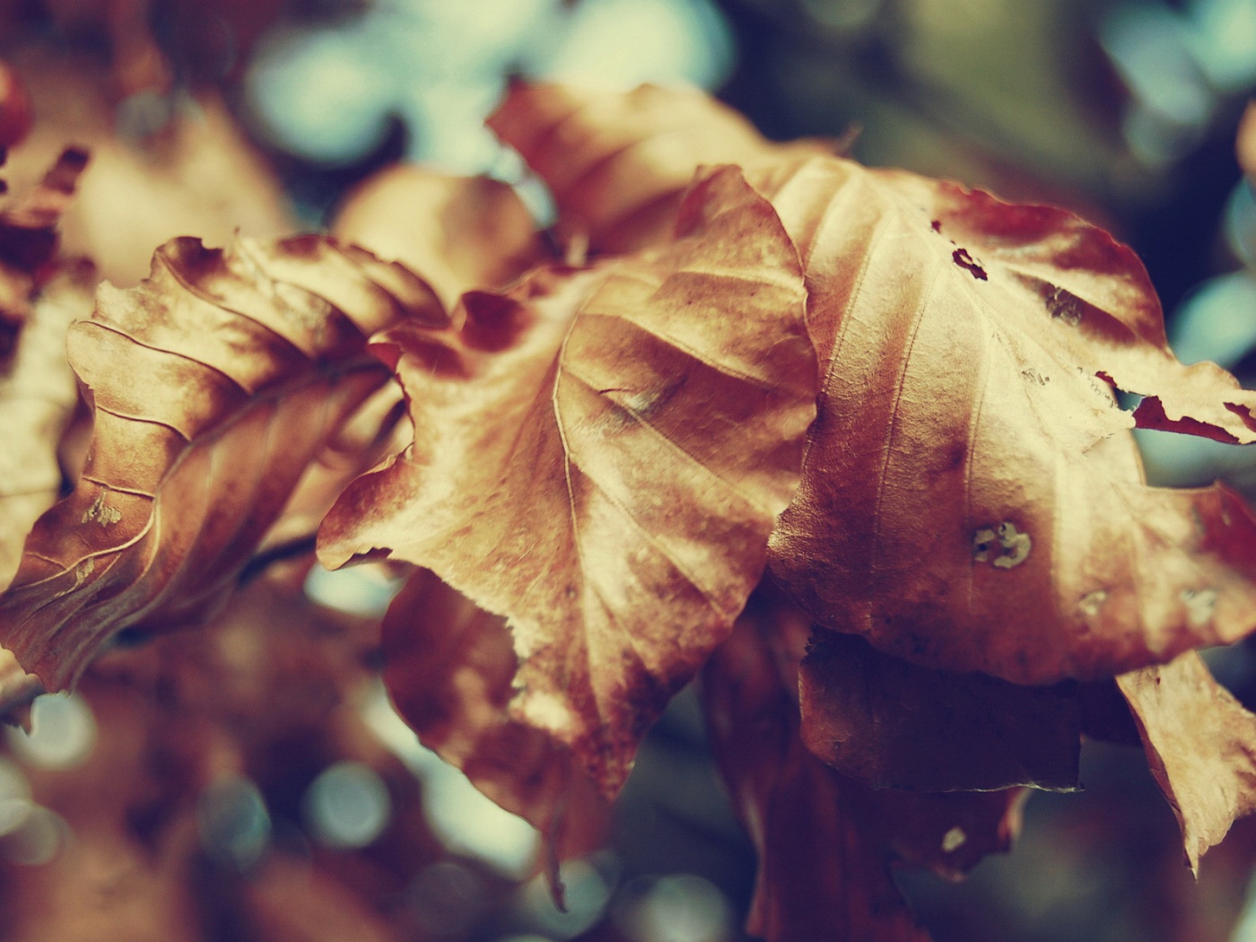 Засохший лист обои