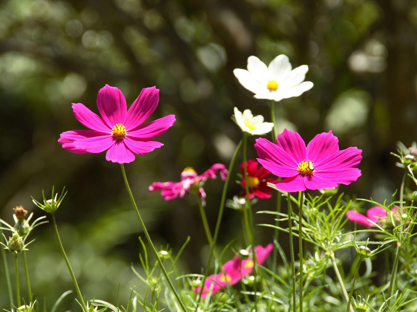 Белые и розовые цветочки обои