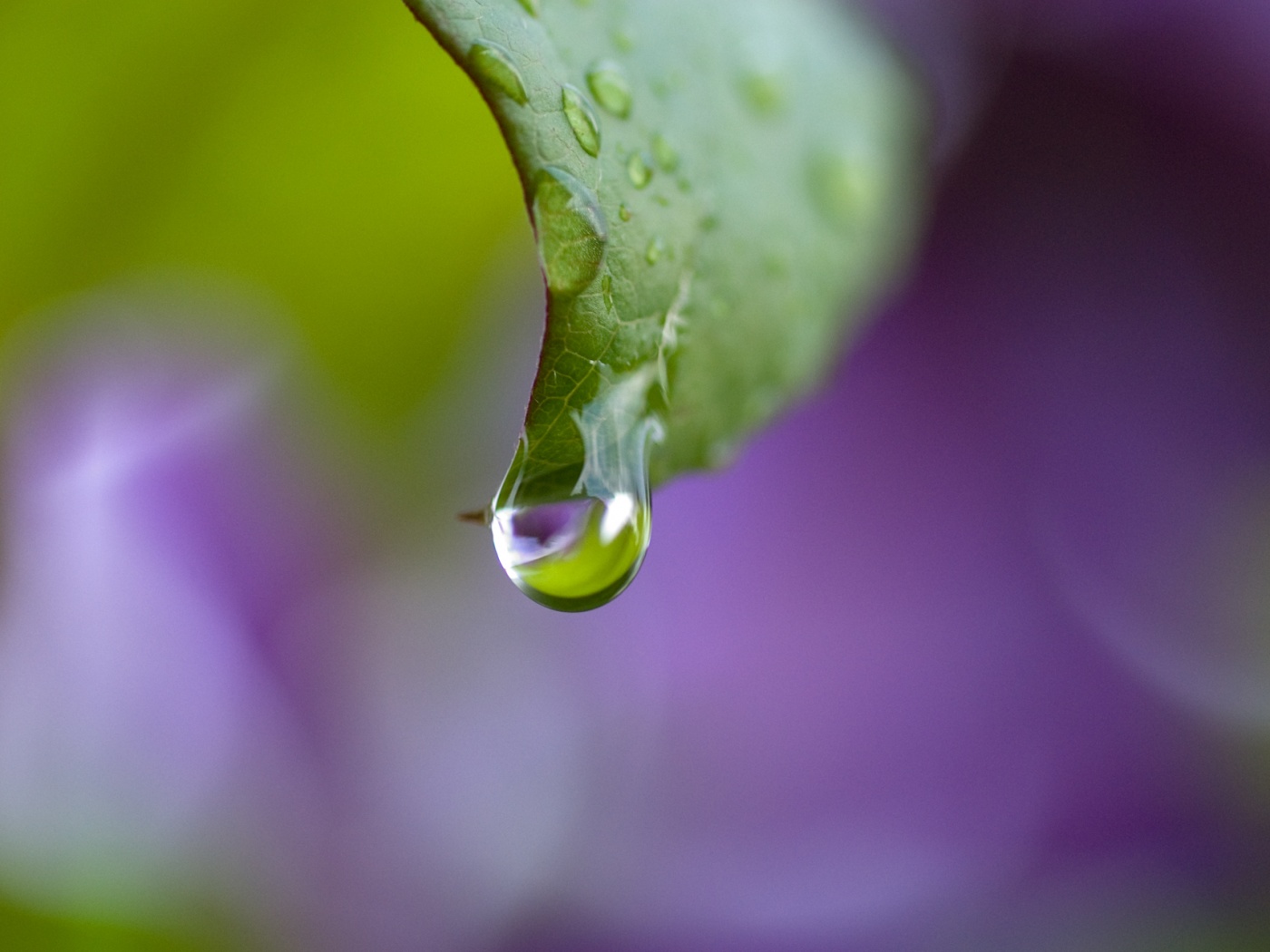 Капля на листе обои