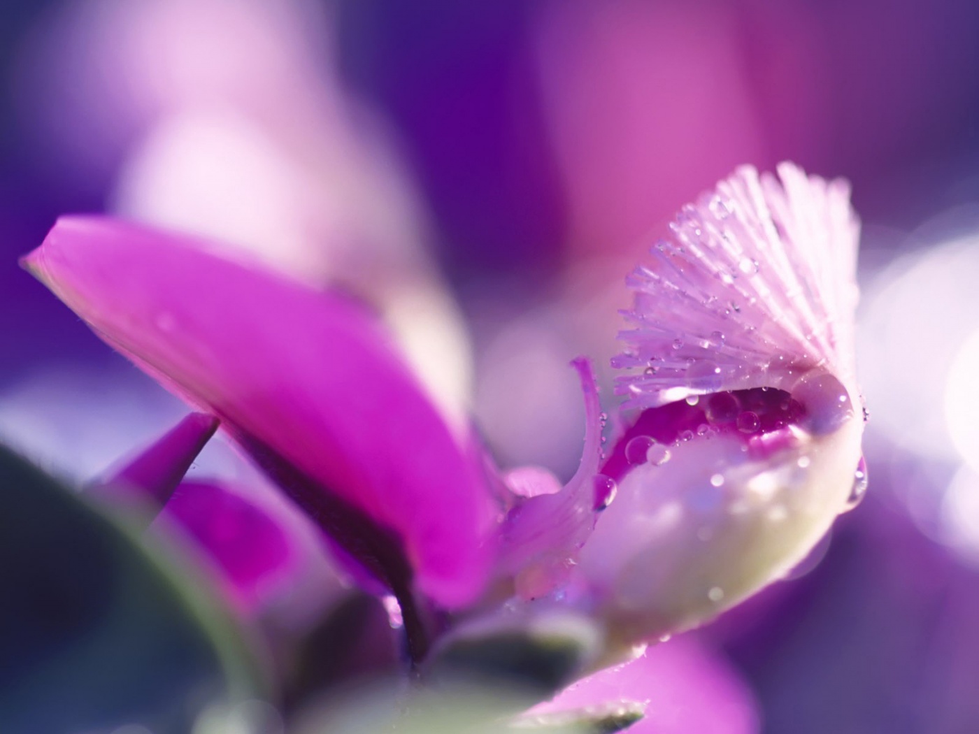 Капли на лиловом цветке обои