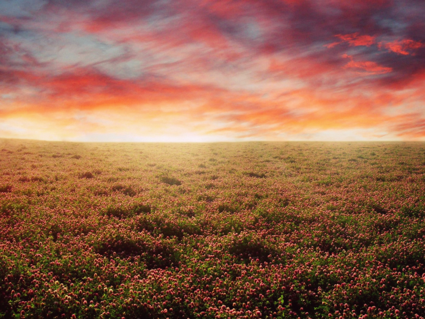 Закатное небо над цветочным полем обои