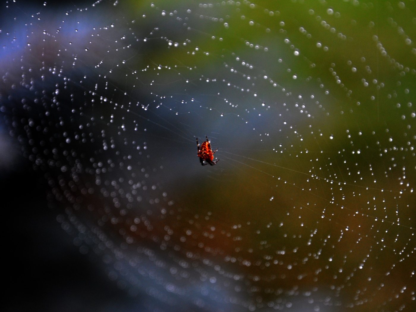 Паук на паутине обои