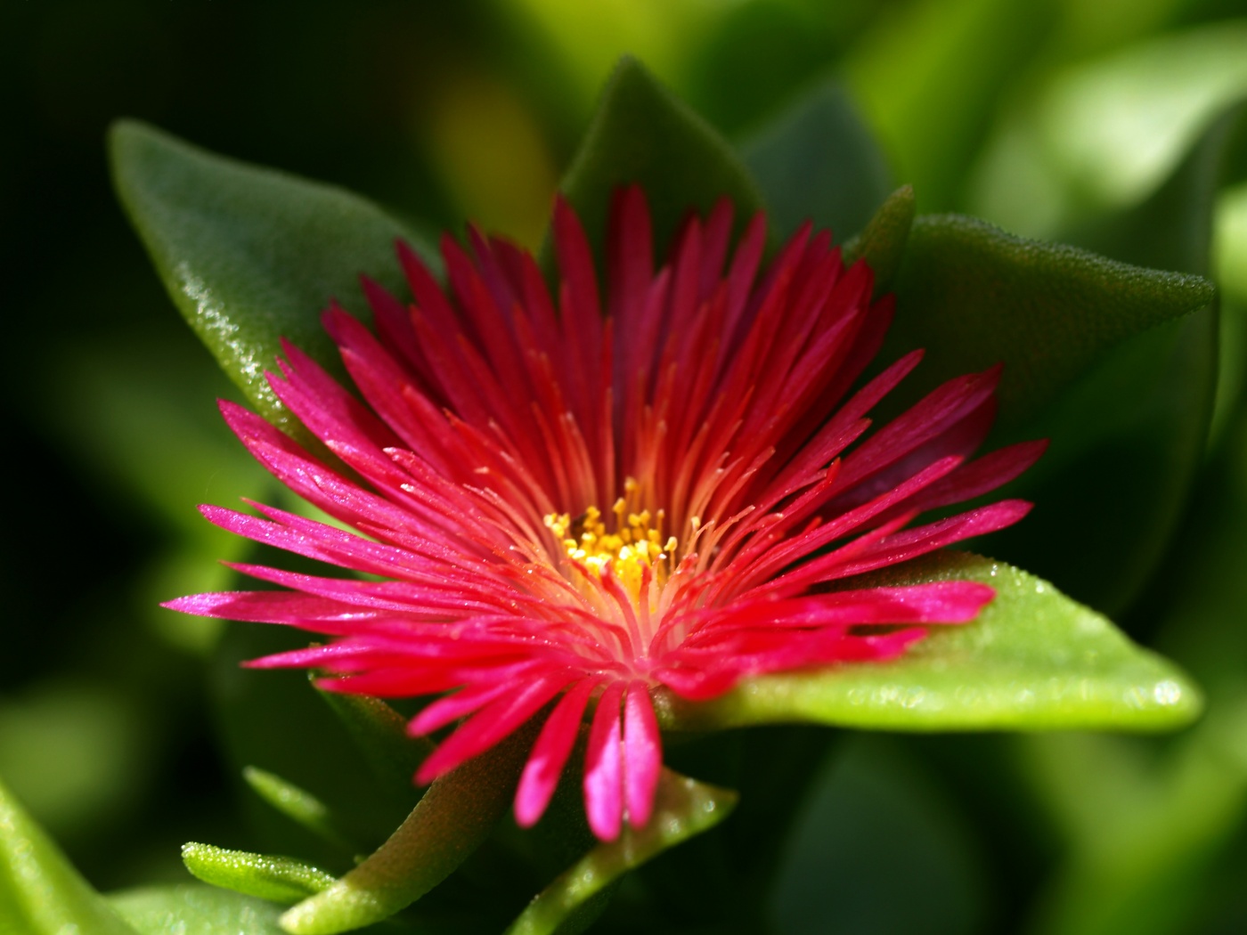 Чудесный цветок обои