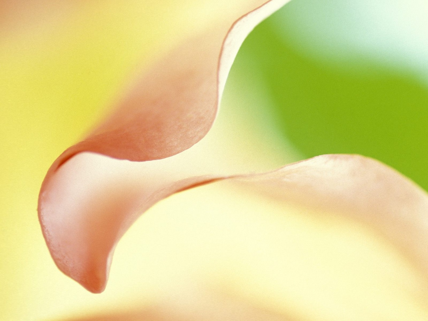 Оттенки природы обои