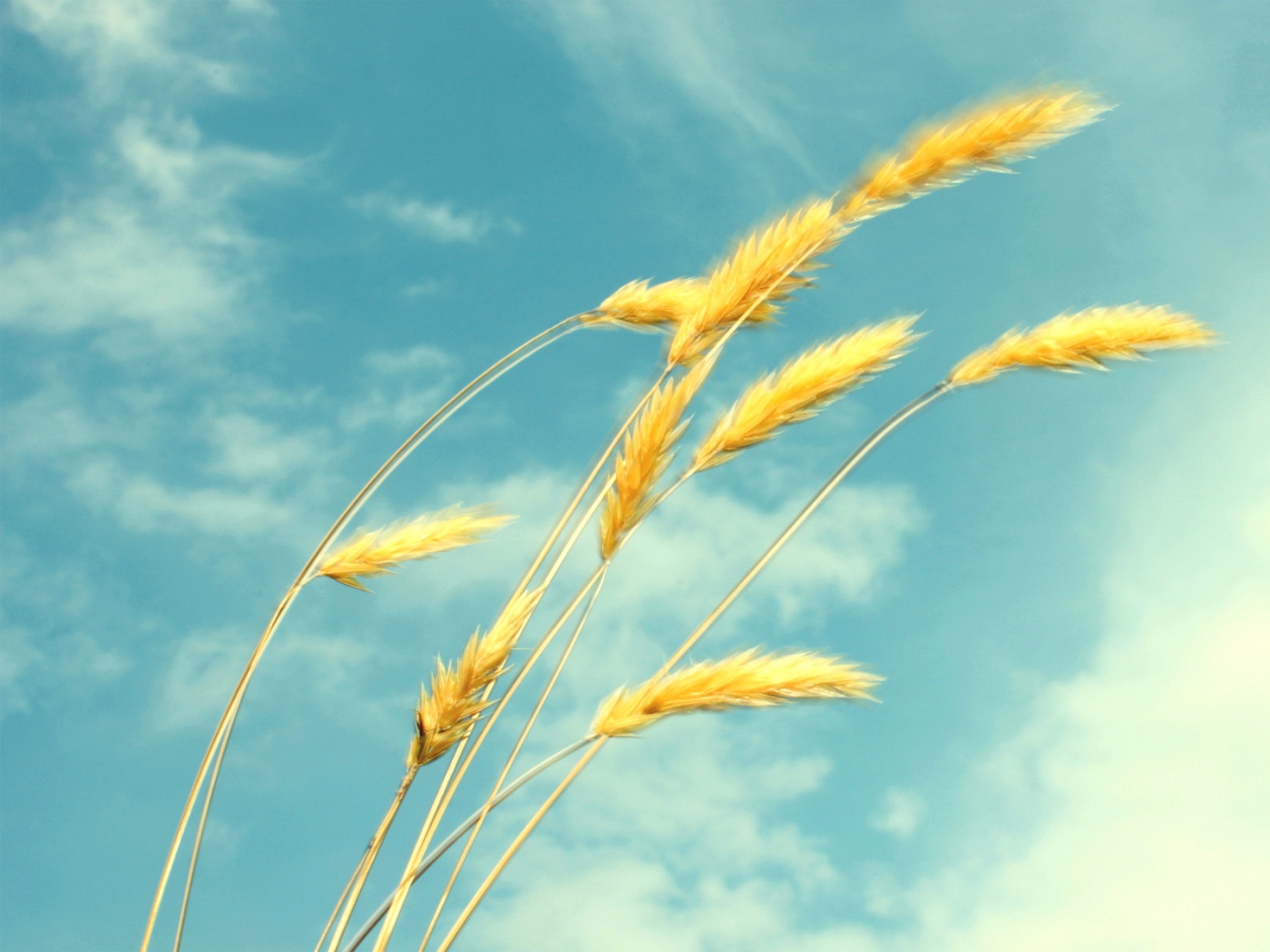 Колосья обои