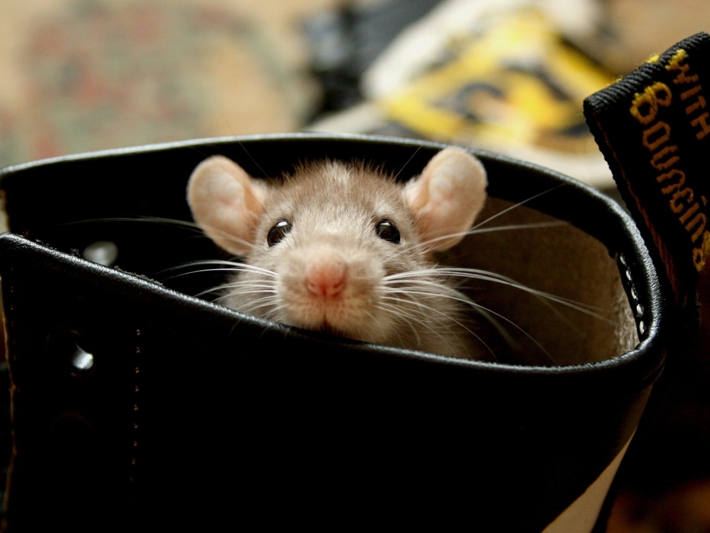 Мышонок выглядывает из ботинка обои