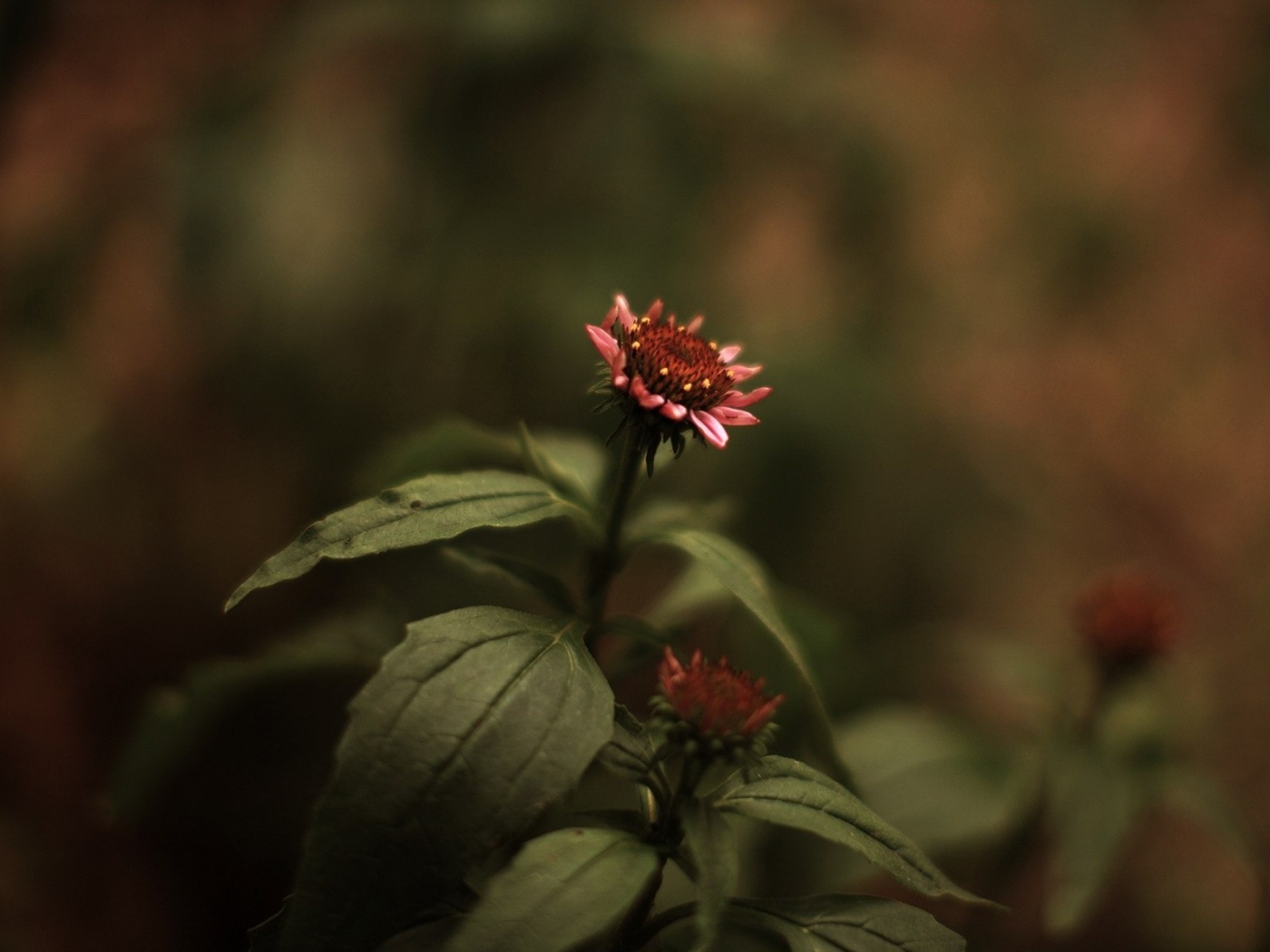 Фотография цветка обои