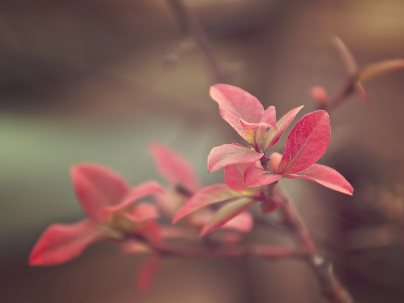 Красные листья на ветке обои