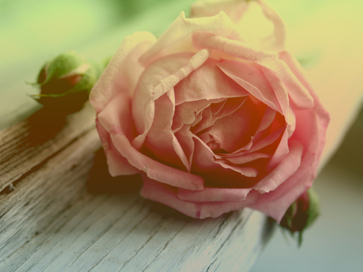 Бутон нежной розы обои