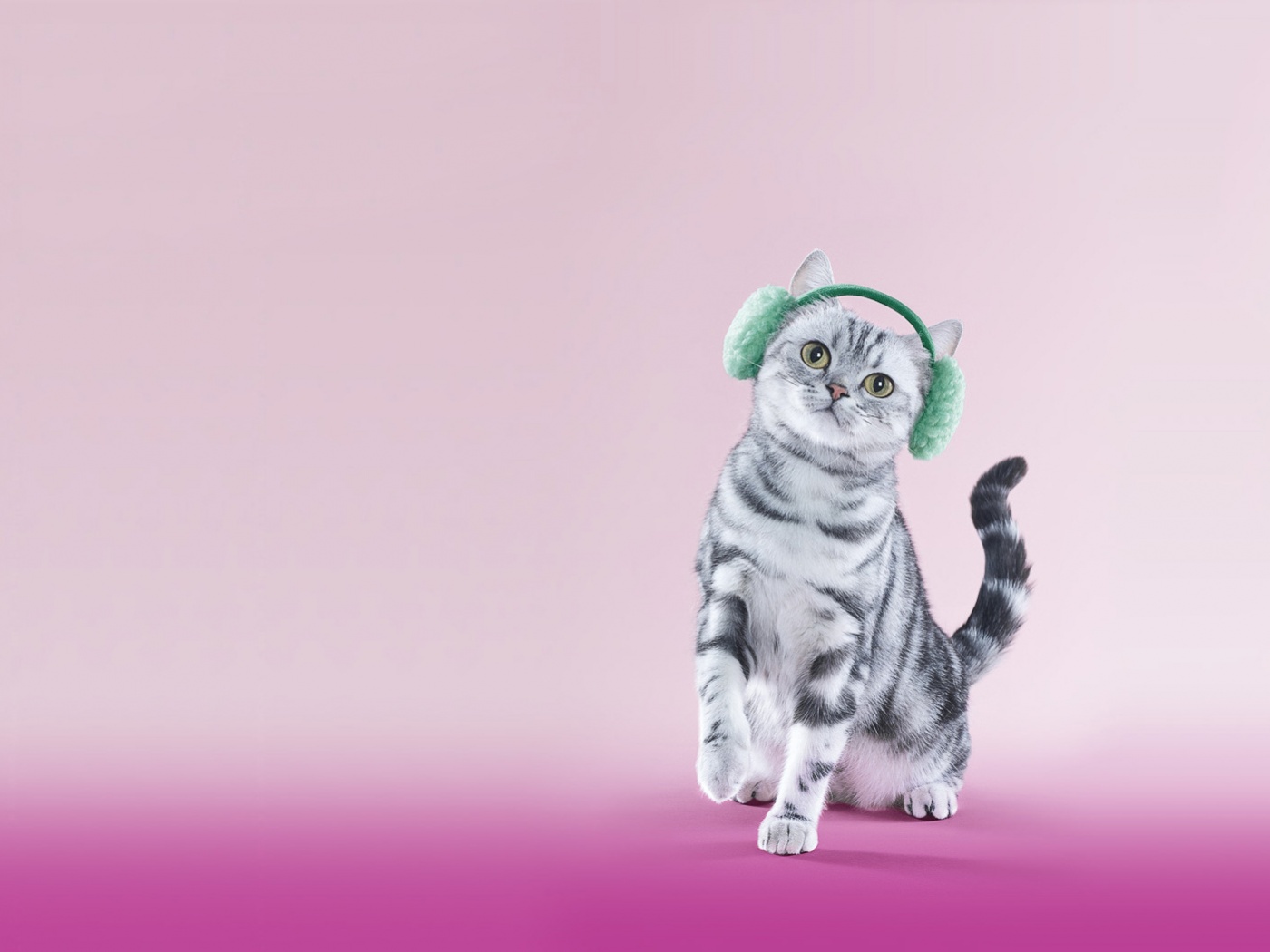 Кот в зеленых наушниках обои