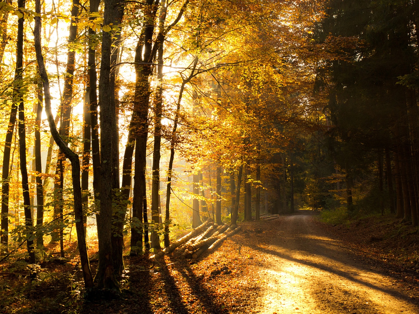 Дорога вдоль просеки в осеннем лесу обои