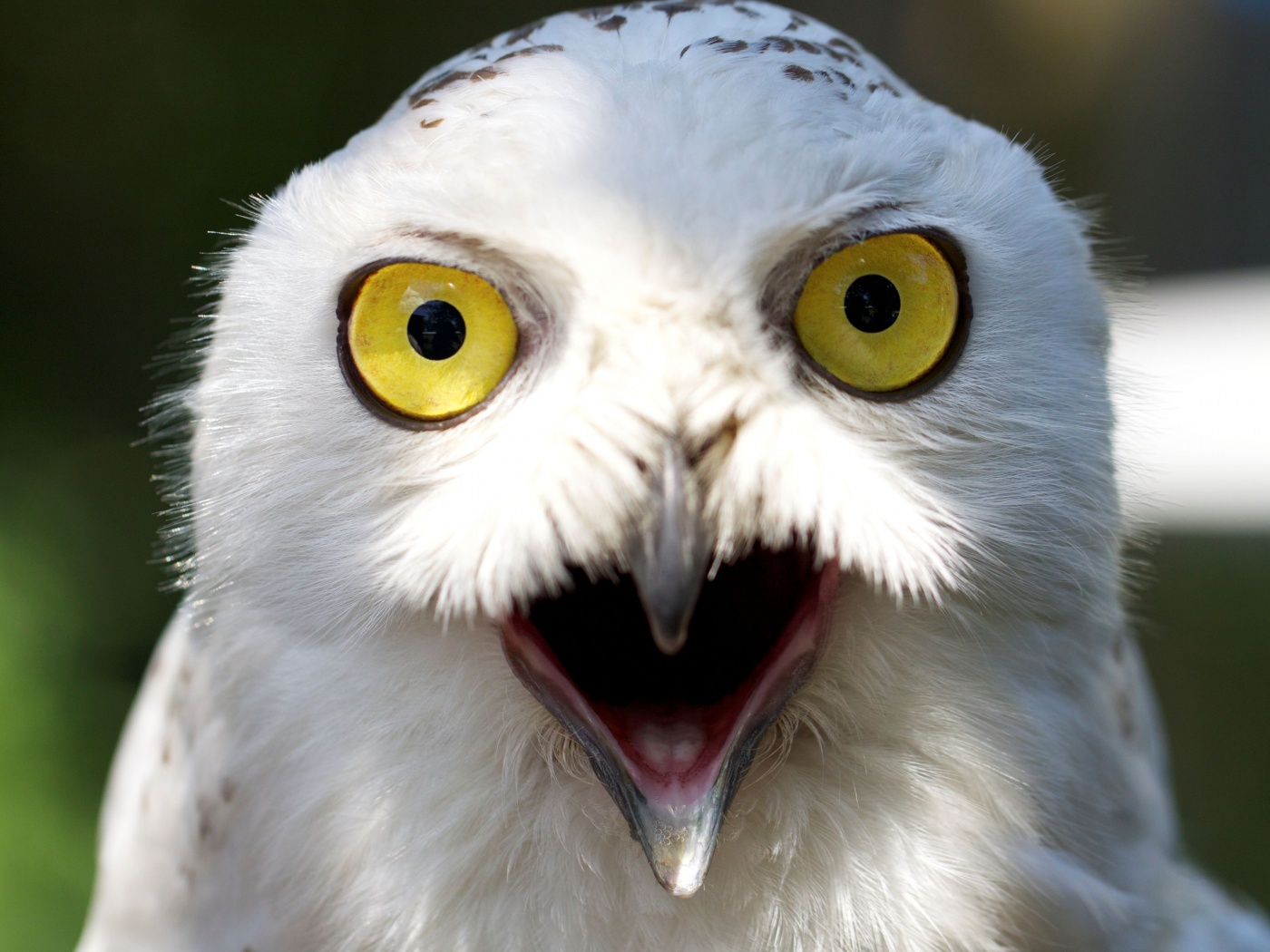 Сова в шоке! обои