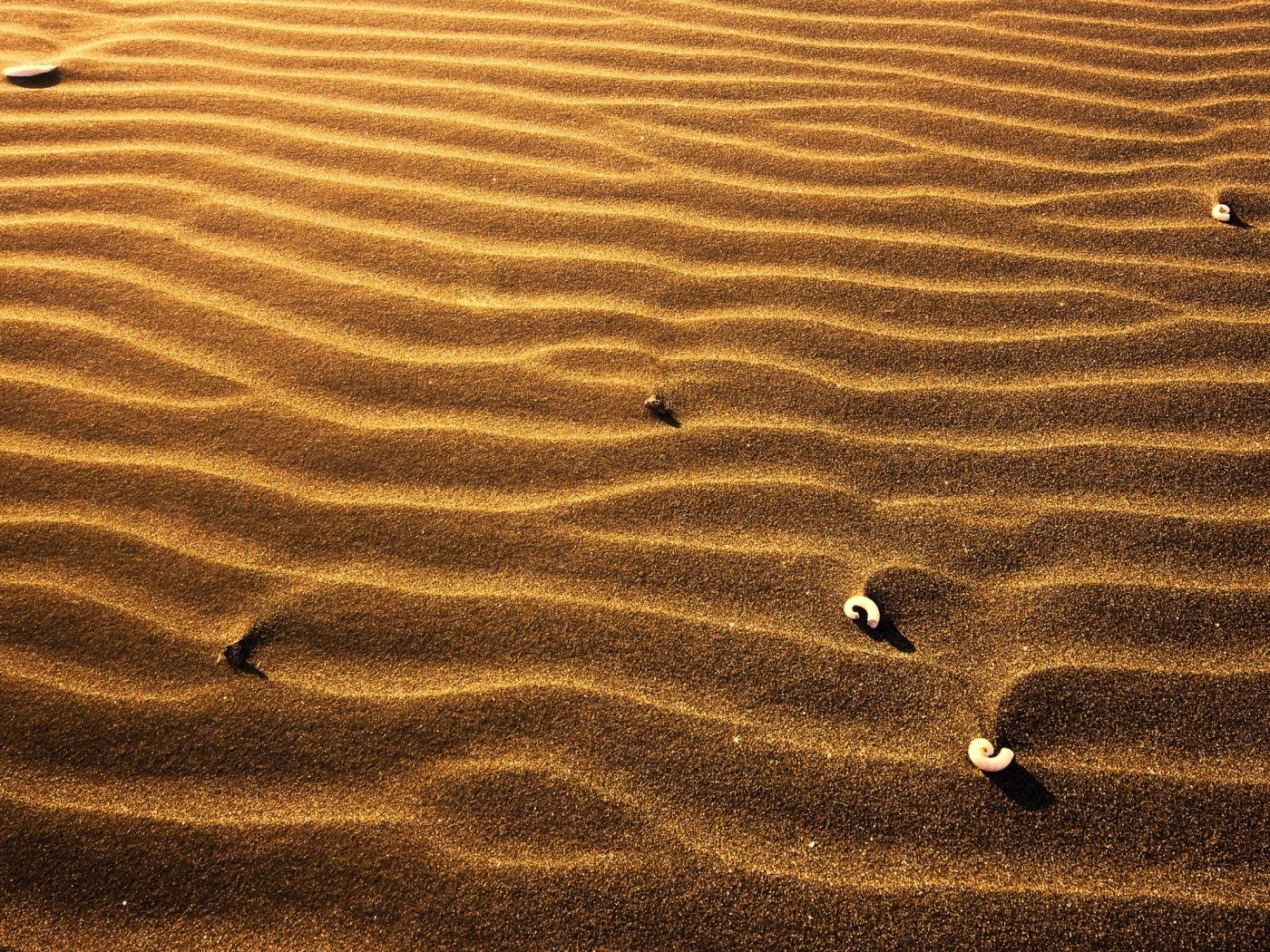 Песок и раковины обои