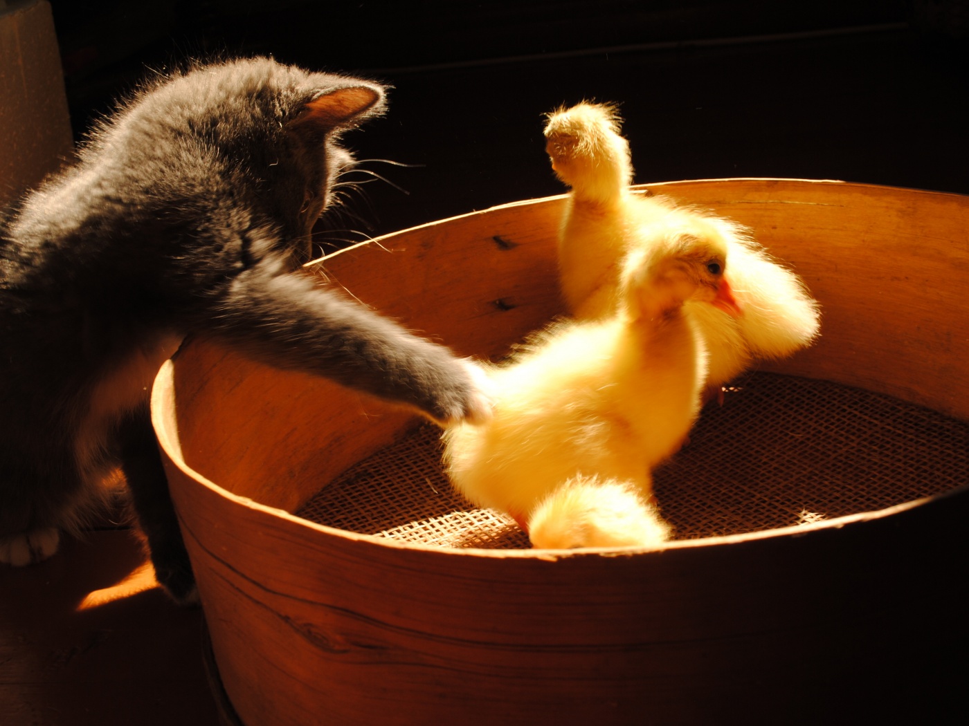 Котенок играет с утятами обои