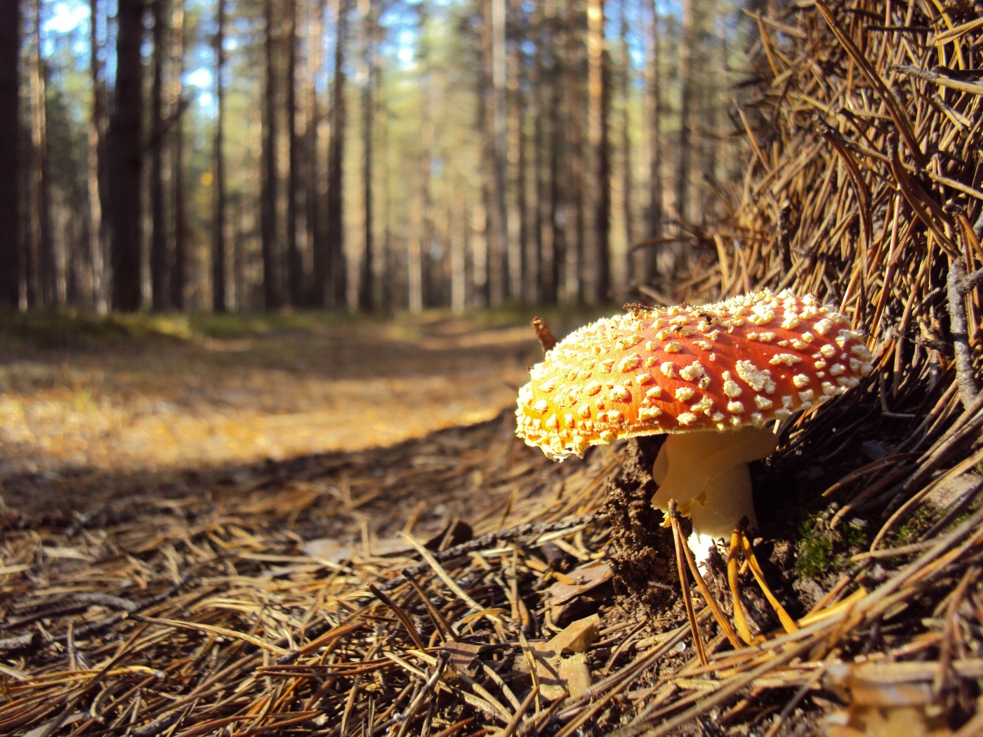 Мухомор обои