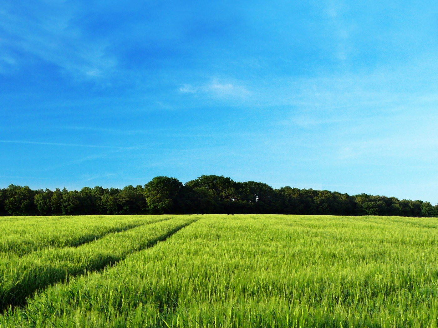 Следы колеи в поле обои