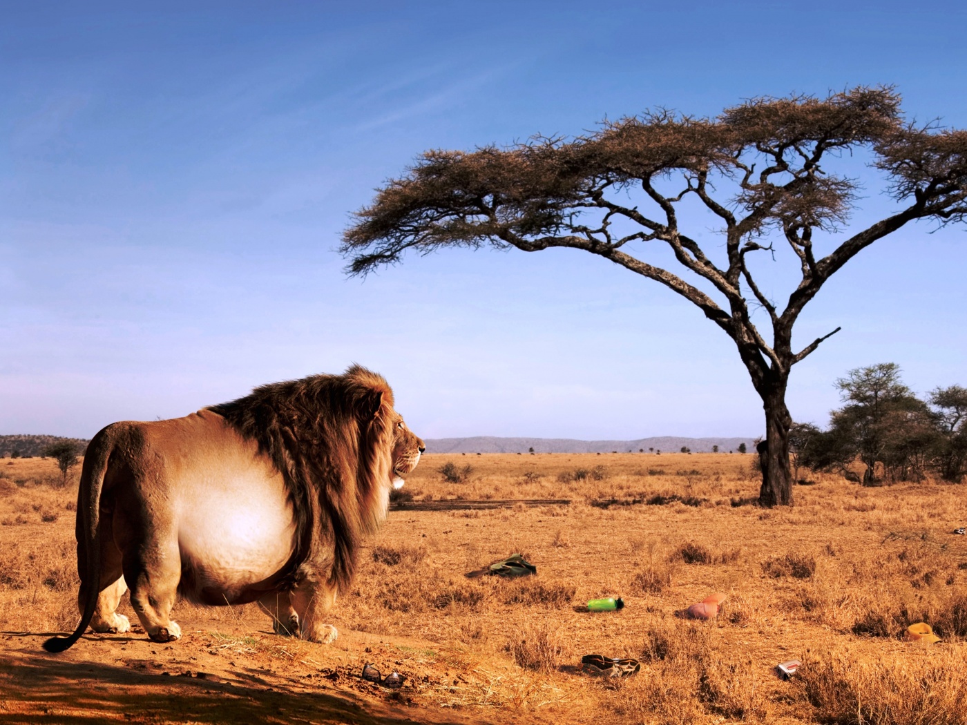 Толстый лев обои