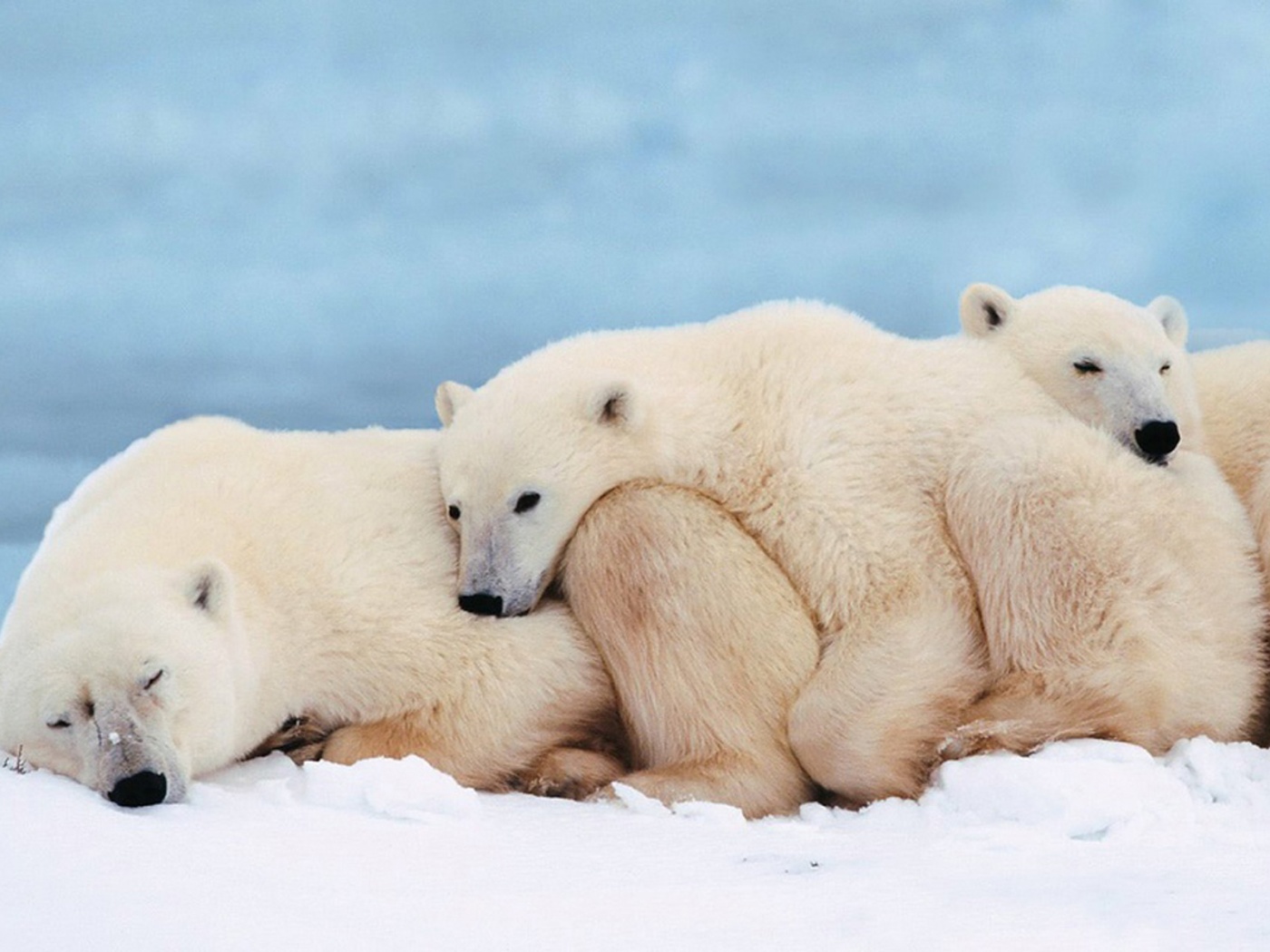 Белые мишки спят обои