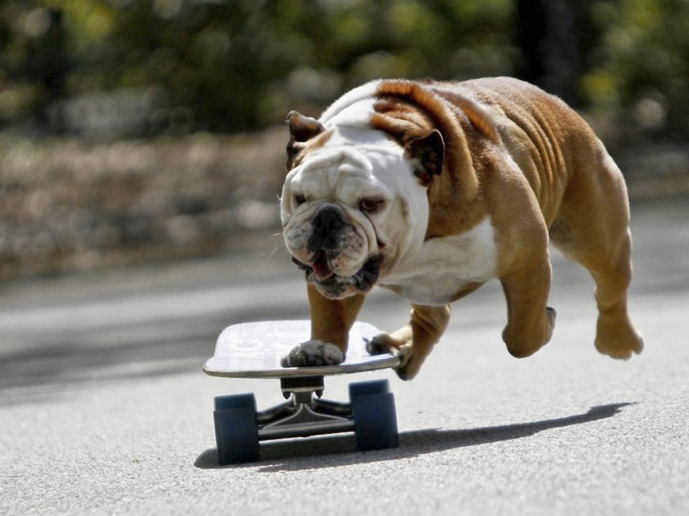 Собака на скейтборде обои