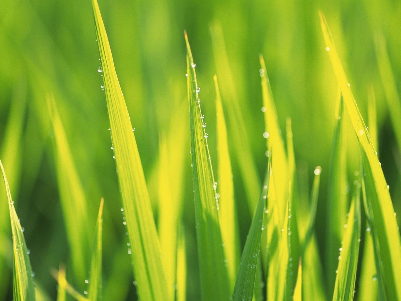 Яркая зеленая трава обои
