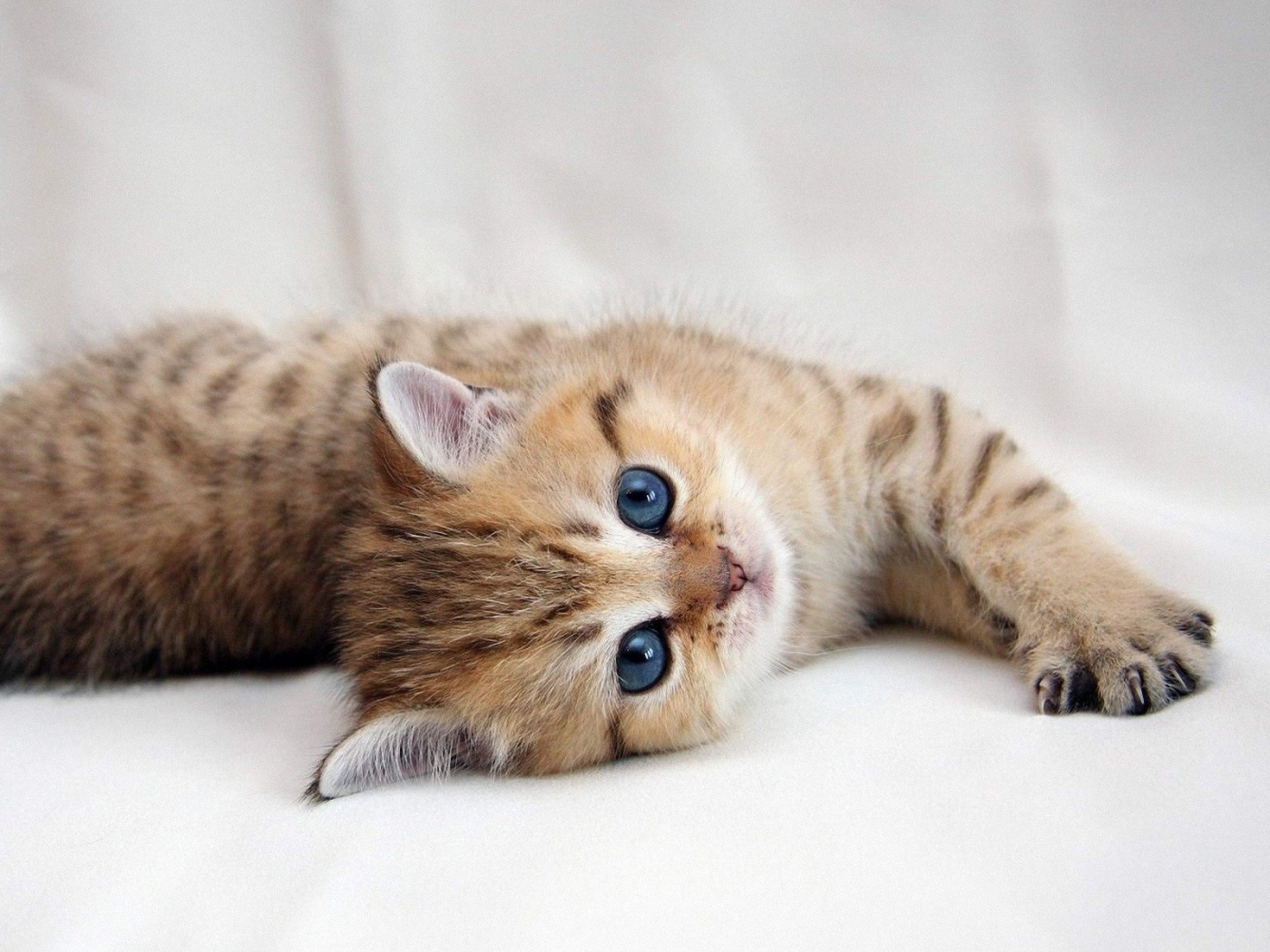 Рыжиый котенок с синим глазами обои