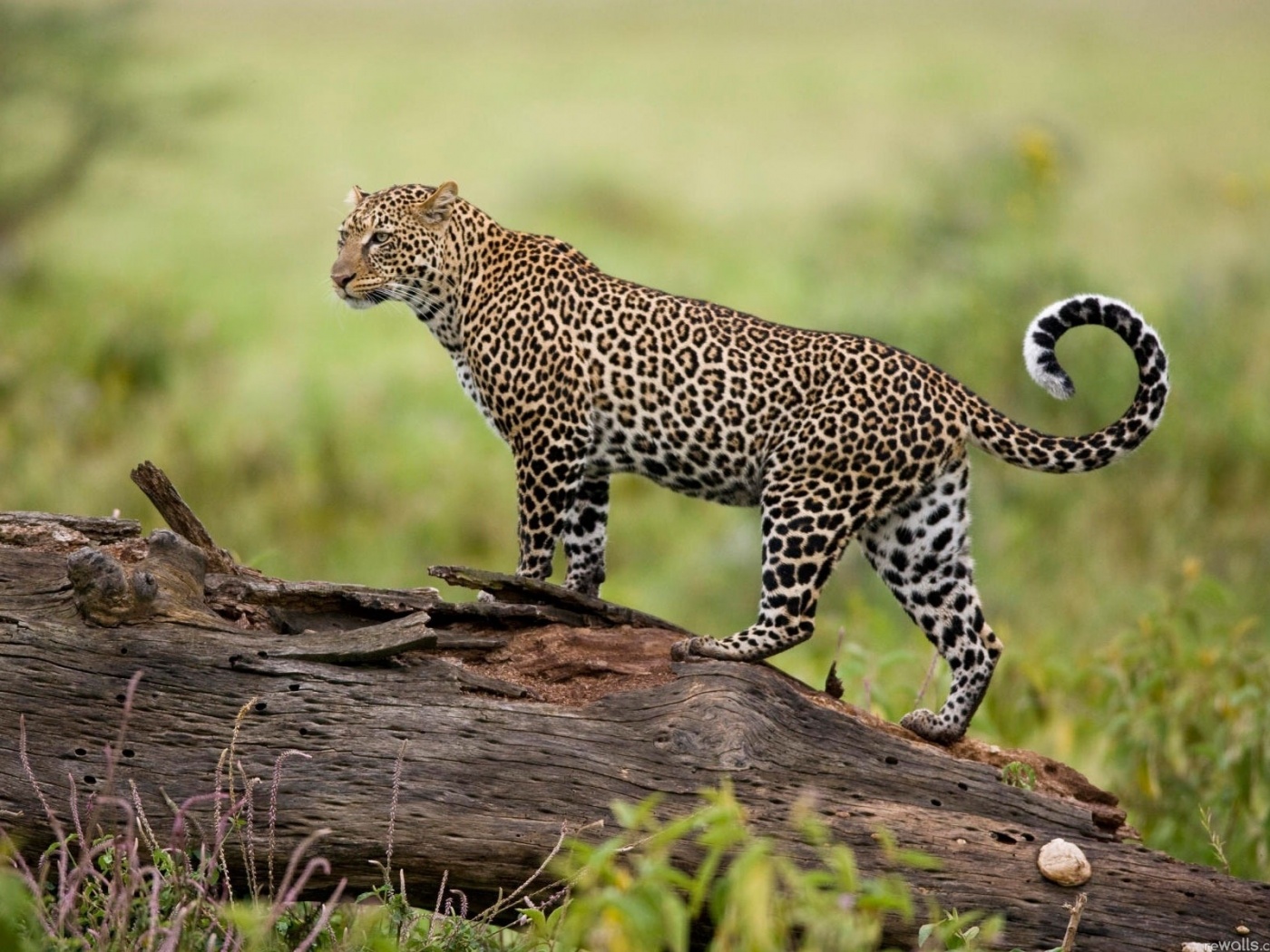Леопард на природе обои