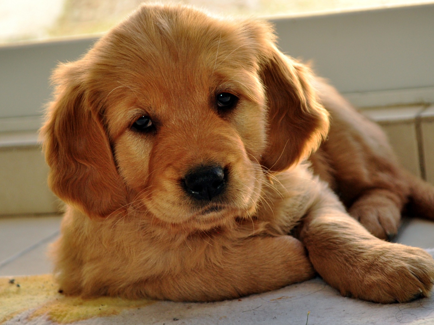 Сонный щенок лабрадора обои