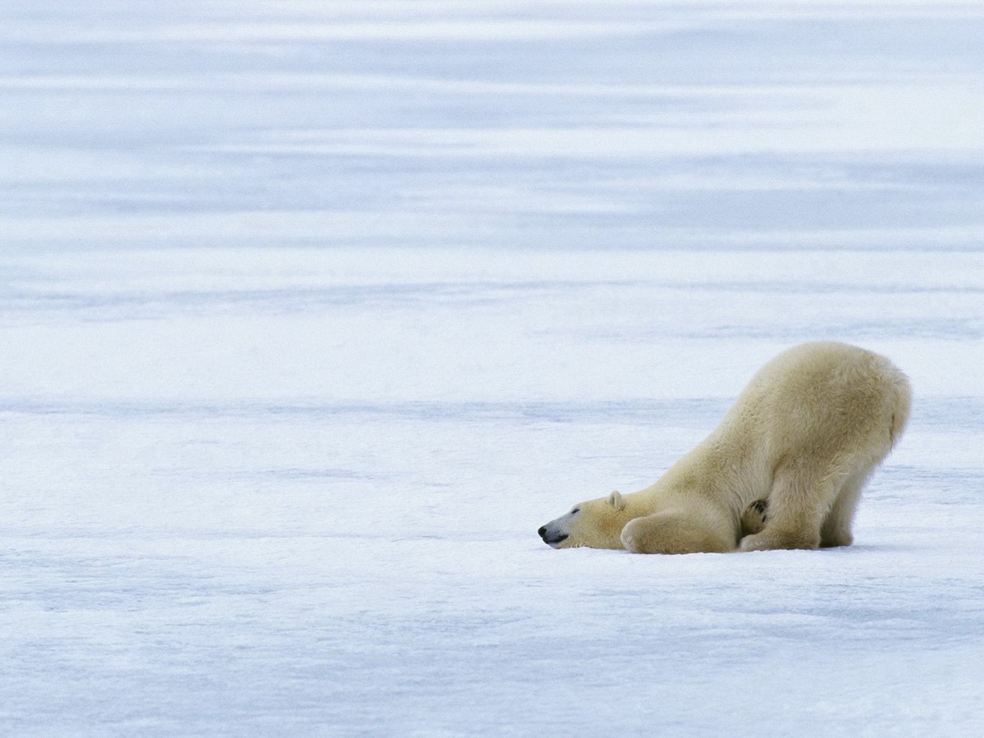 Полярный мишка в смешной позе обои