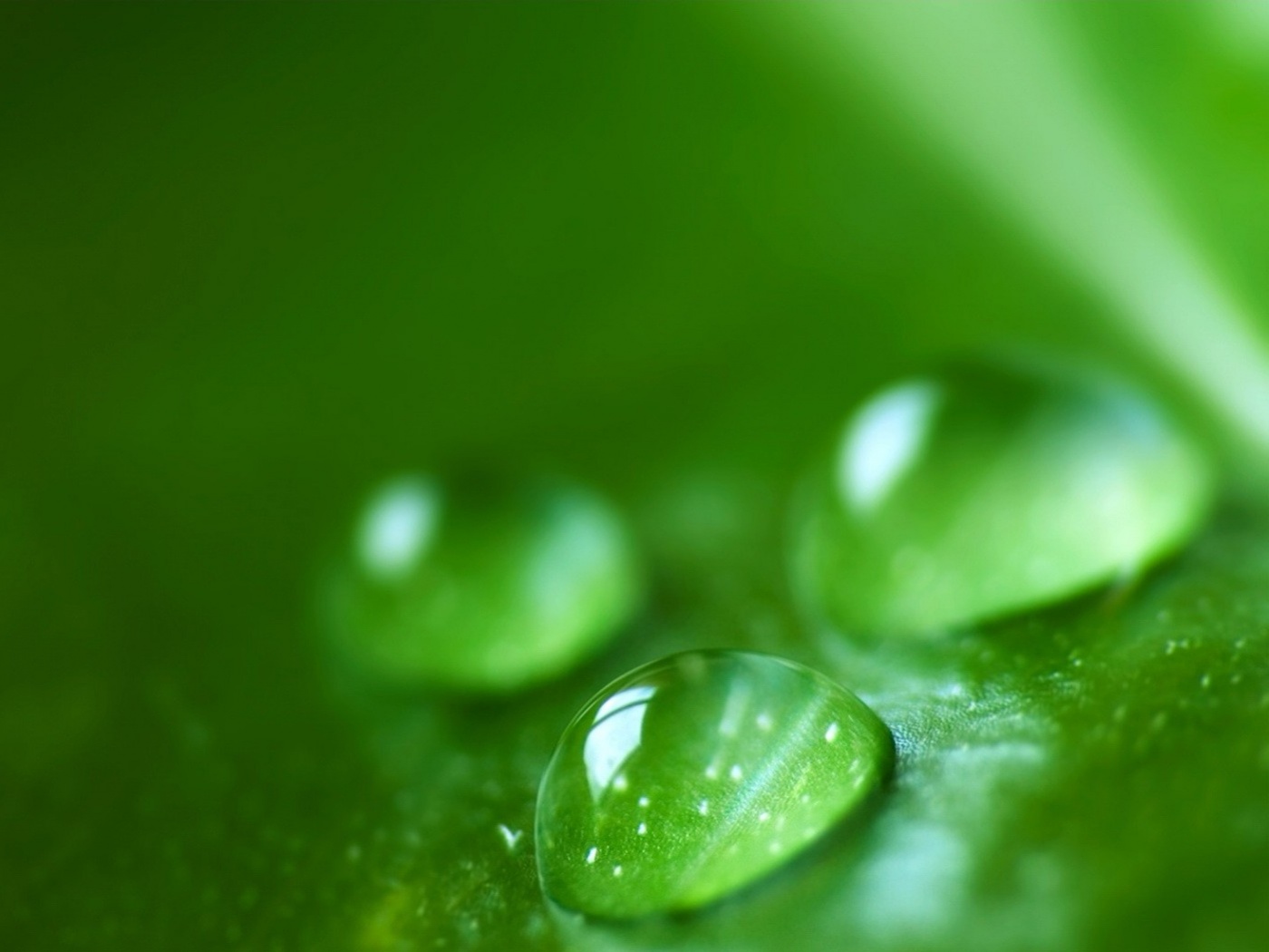 Зеленые капли росы обои