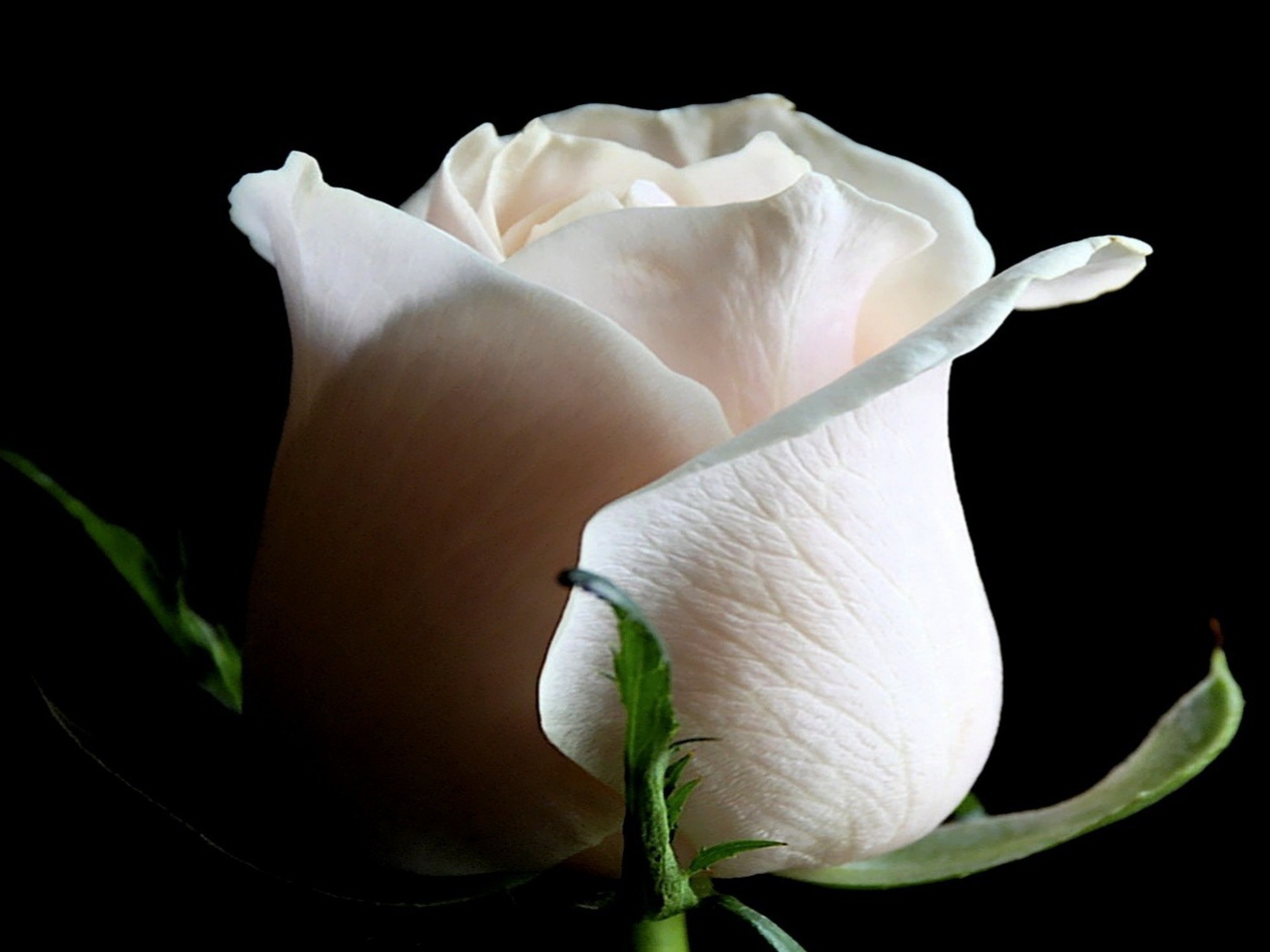 Бутон белой розы обои