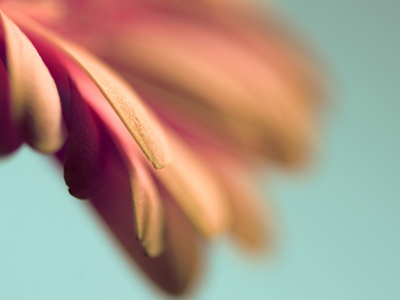 Лепестки цветка в макро обои