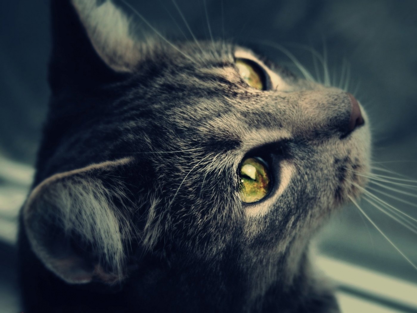 Кот с желтыми глазами обои