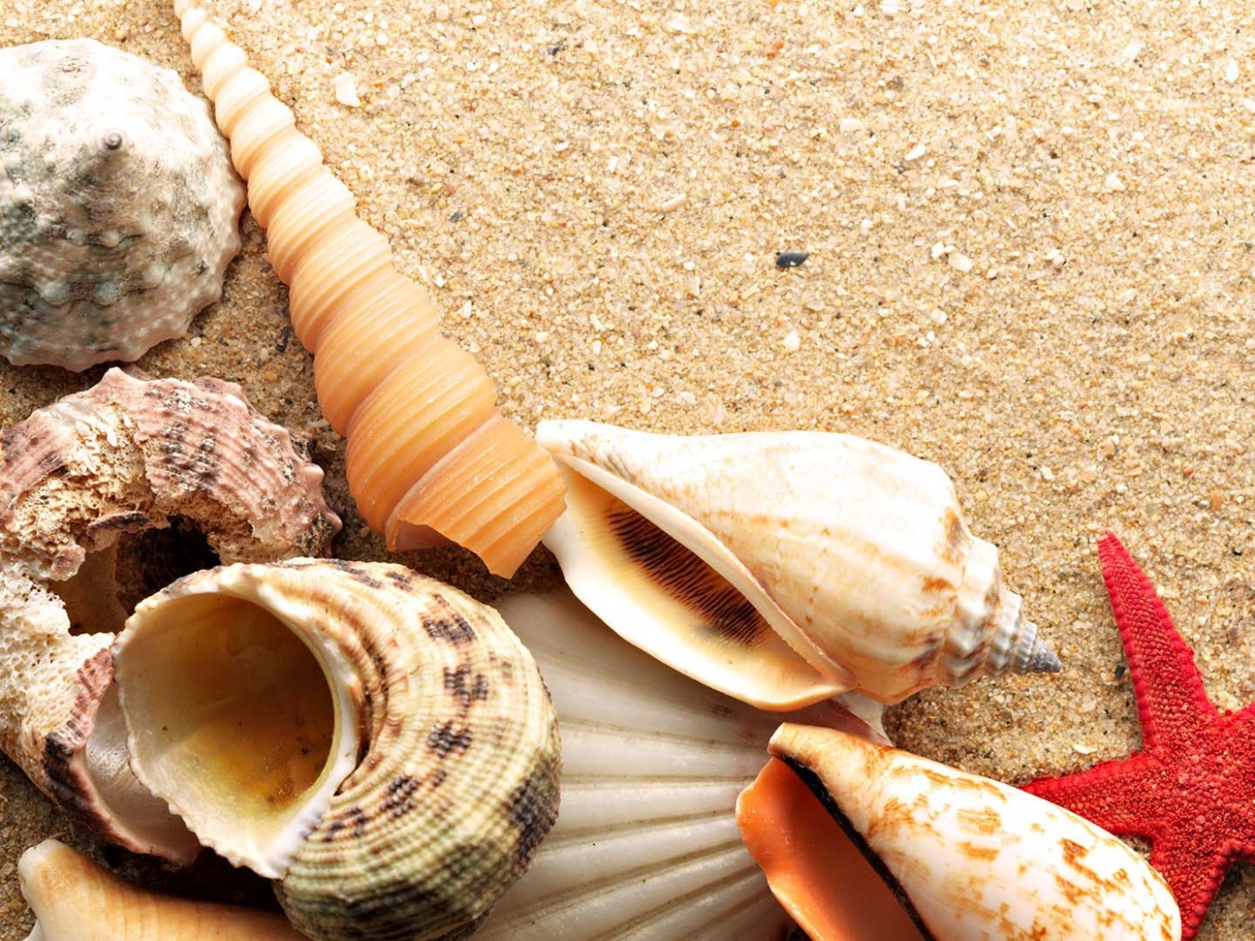 Морские раковины и звезды обои