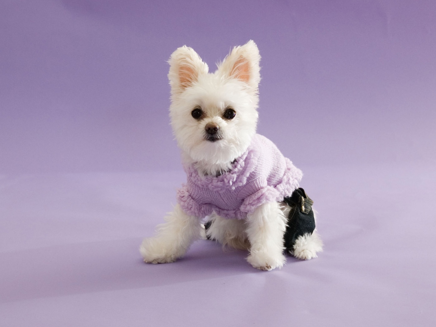 Собачка в свитере обои