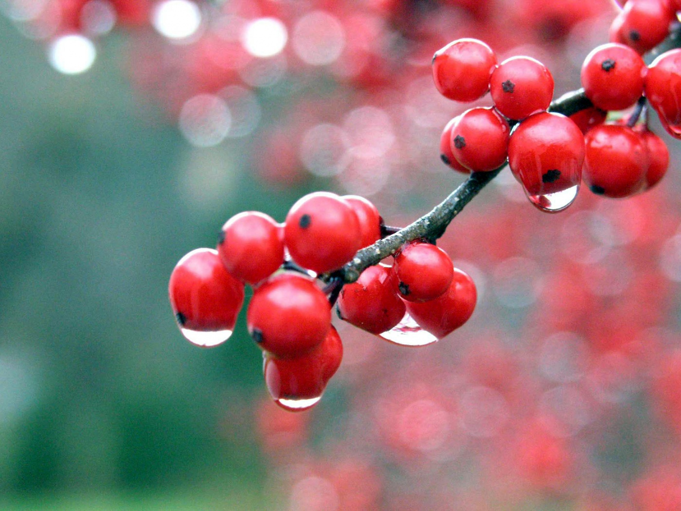 Капли росы на ягодах рябины обои