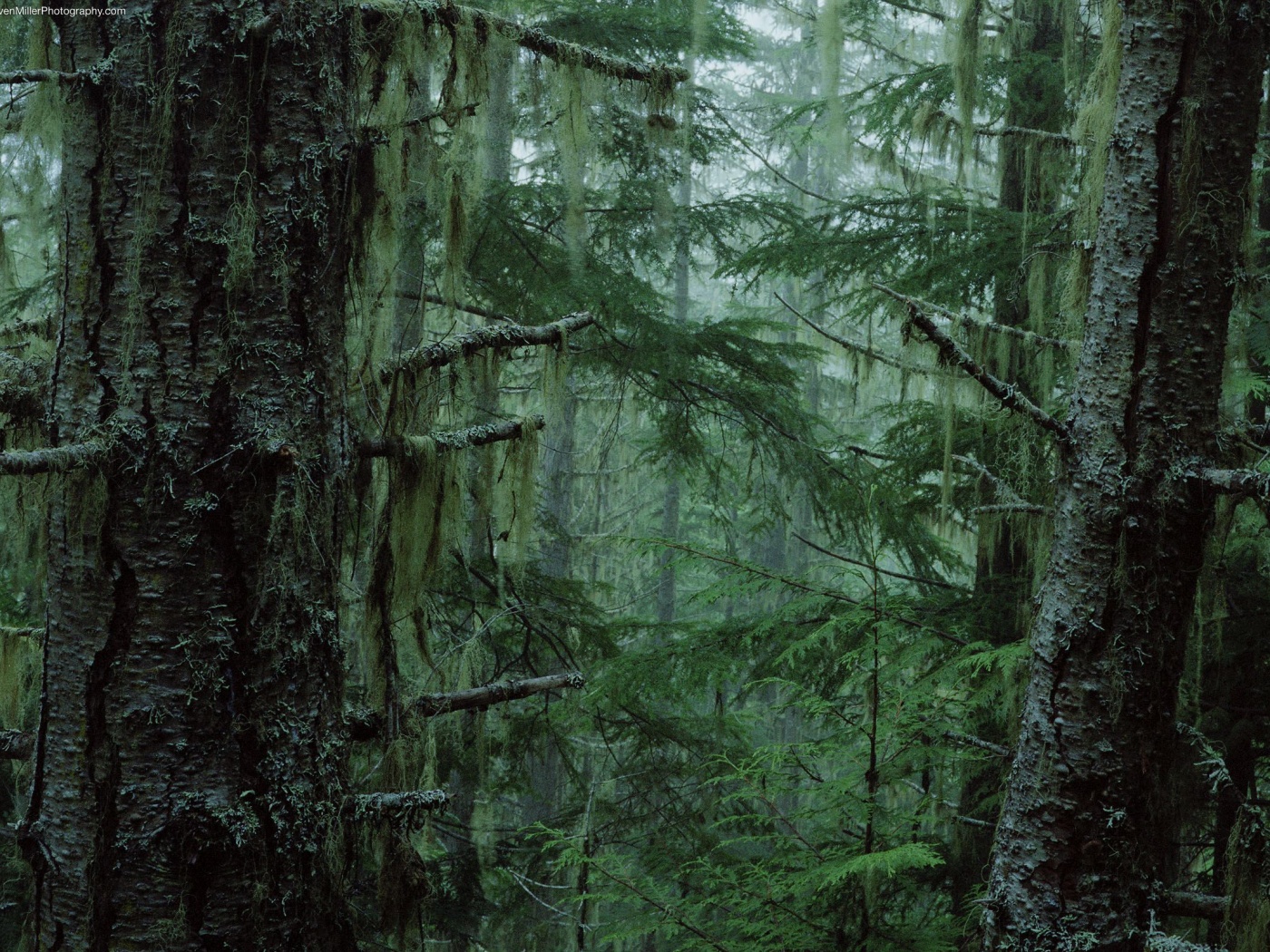 Дремучий лес обои