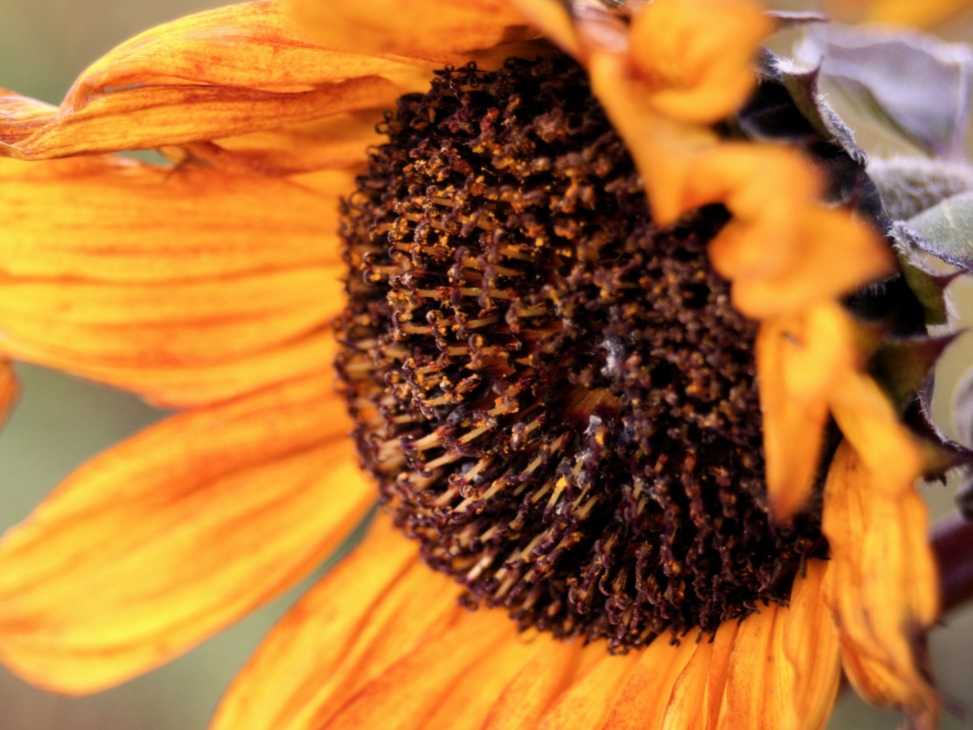 Подсолхну осенью обои