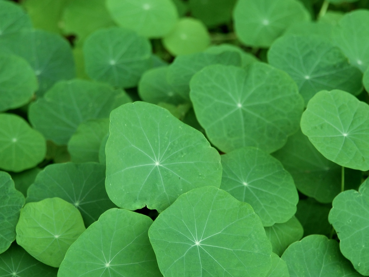 Настурция обои