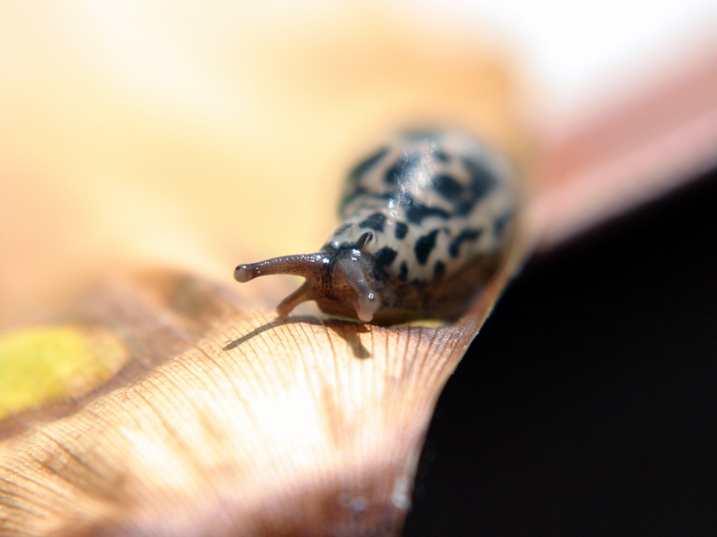 Ползущая улитка обои