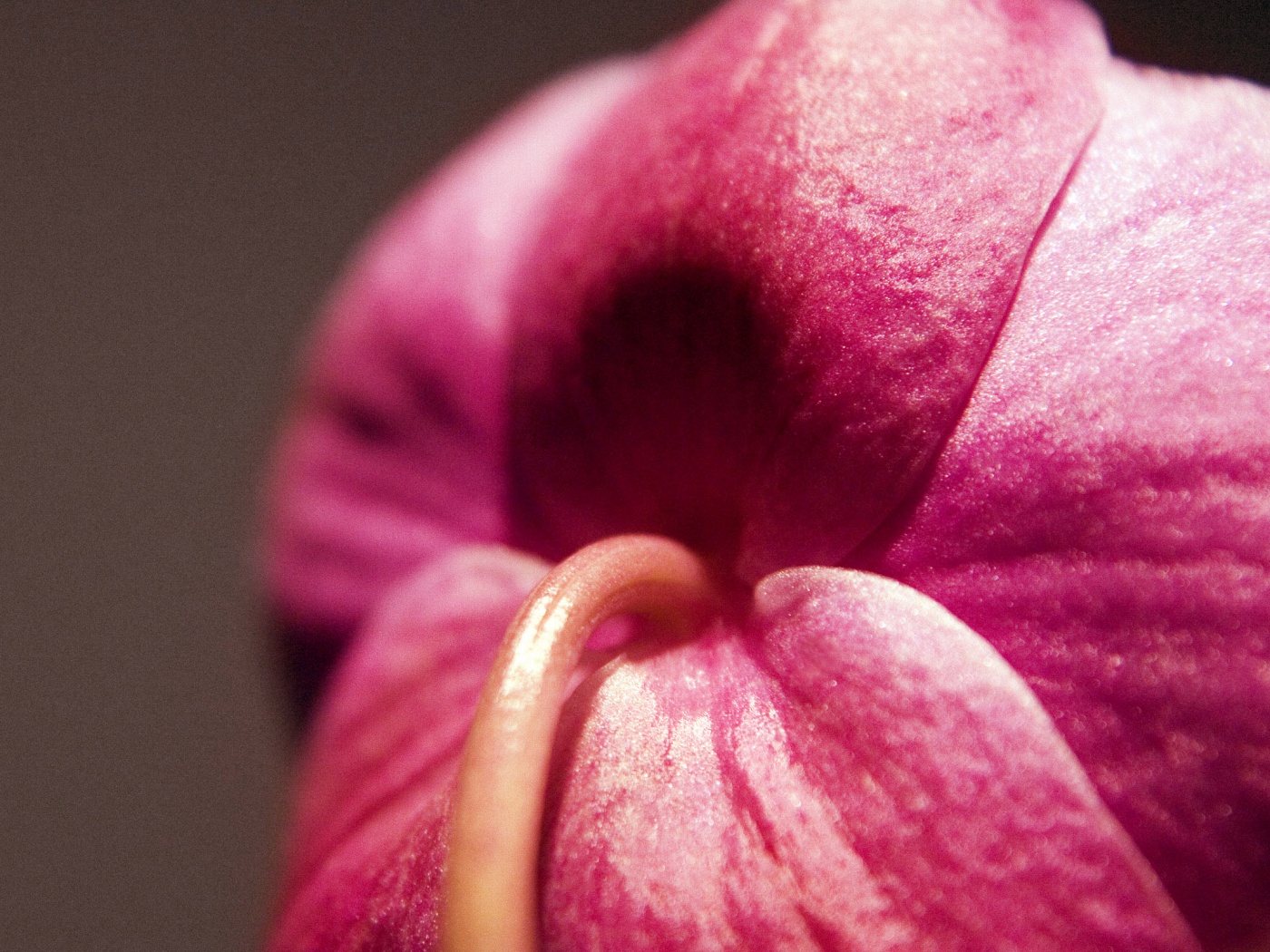 Розовый стебель обои