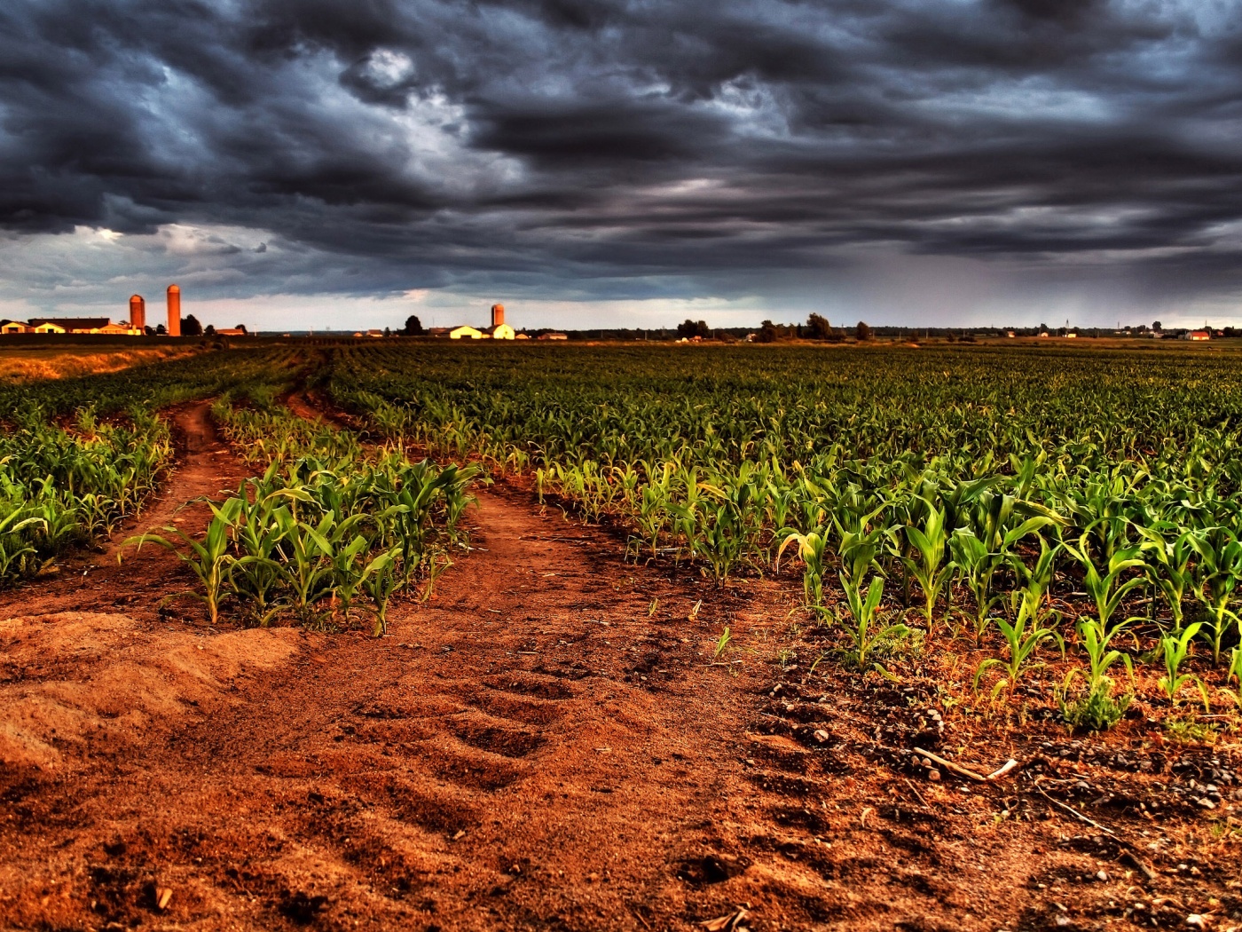Кукурузное поле у фермы обои
