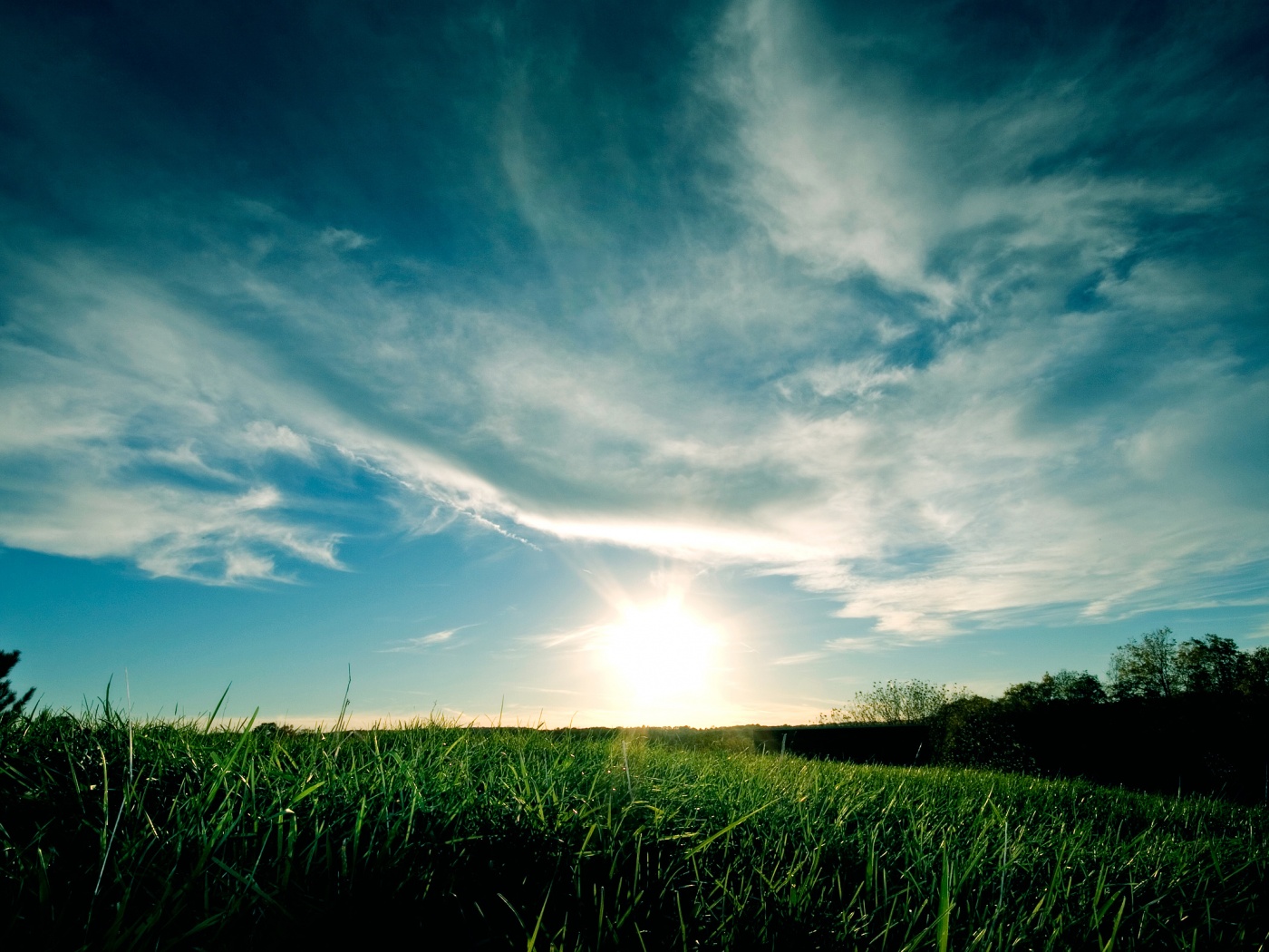 Травяной закат обои