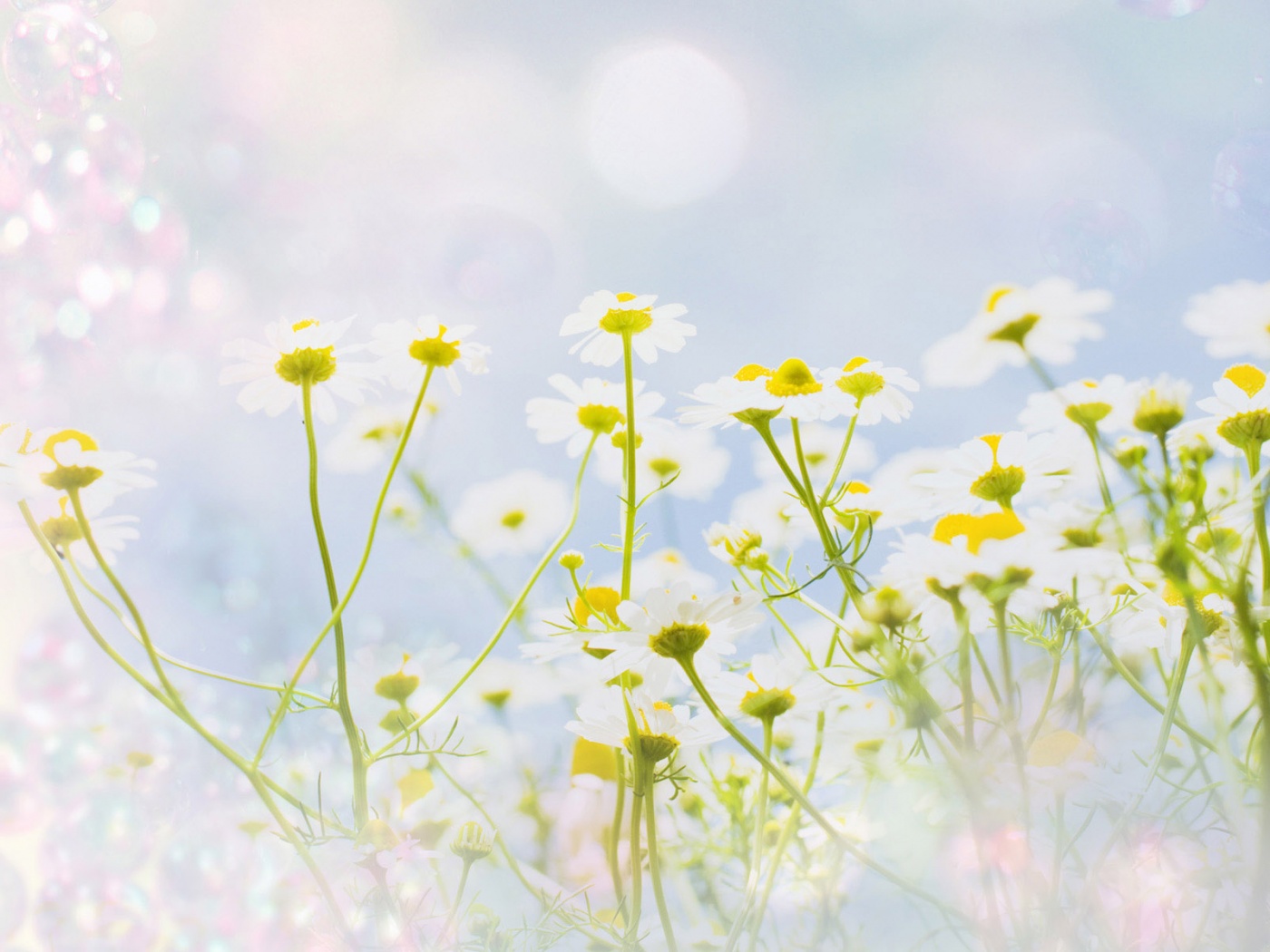 Цветочное лето обои